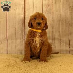 Bruno, Goldendoodle Puppy